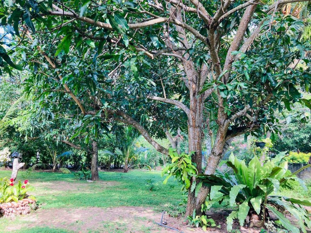 Glorious Villa تانجالي المظهر الخارجي الصورة